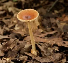 Tawny Grisette thumbnail 3