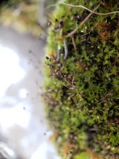 Golf-club Moss thumbnail 1