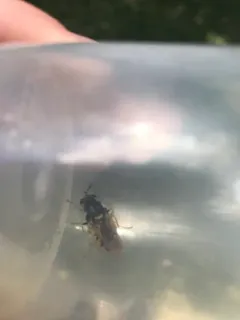Stratiomys maculosa thumbnail 1