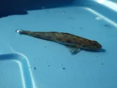 Bay Goby thumbnail 2