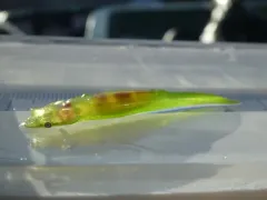 Kelp Clingfish thumbnail 4
