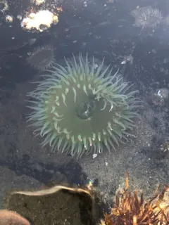 Elliptochloris marina thumbnail 1