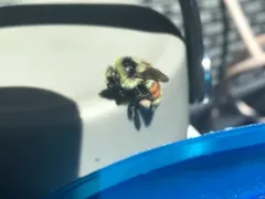 Colorado Black-notched Bumble Bee thumbnail 4
