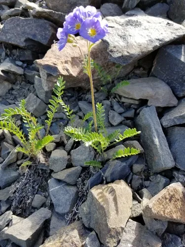 Northern Jacob's-ladder