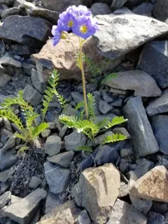 Northern Jacob's-ladder thumbnail 1