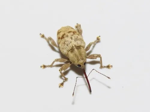 Curculio strictus