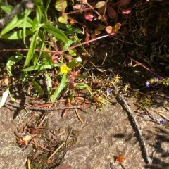 wingstem monkeyflower thumbnail 4