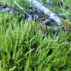 fern-leaved hook-moss thumbnail 2