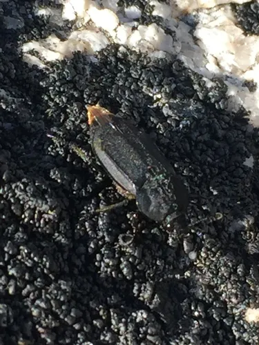 Thanatophilus coloradensis