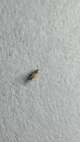 Western Flower Thrips