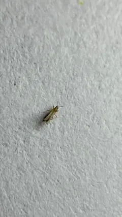 Western Flower Thrips thumbnail 1
