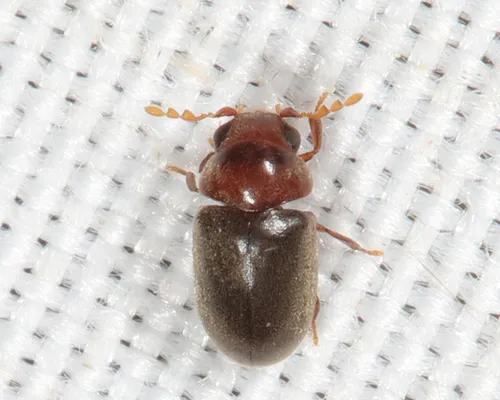 Tricorynus dichrous