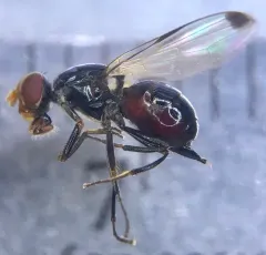Dark-tipped Wingwaver thumbnail 3