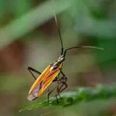 Meadow Plant Bug thumbnail 2