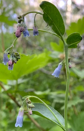 short-sepal bluebells