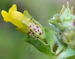 Field Monkey-flower thumbnail 2