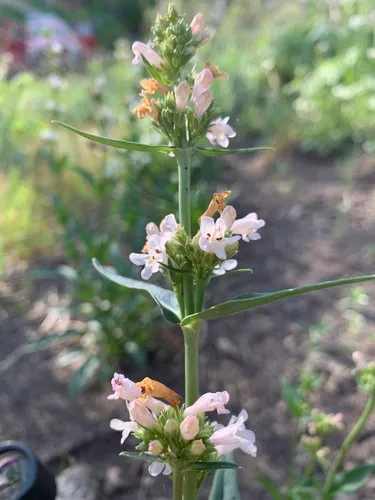 western whiteflower beardtongue