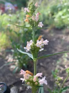 western whiteflower beardtongue thumbnail 1