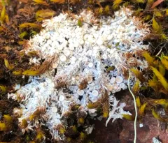 Tundra Saucer Lichen thumbnail 2