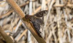 Hemipenthes jaennickeana thumbnail 2