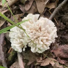 jellied false coral fungus thumbnail 4