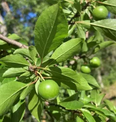 Plum thumbnail 2