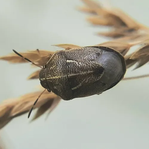 Neottiglossa undata