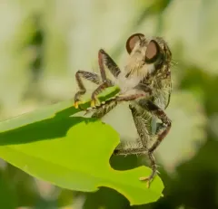 Straw-faced Hammertail thumbnail 4