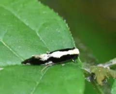 Skunkback Monopis Moth thumbnail 1