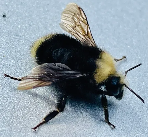 Fog-belt Bumble Bee