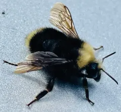 Fog-belt Bumble Bee thumbnail 1