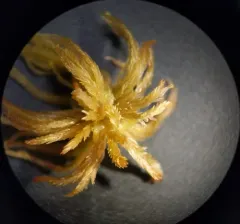 Narrowleaf Peatmoss thumbnail 2