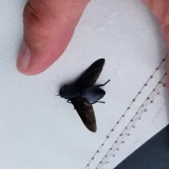 Black Horse Fly thumbnail 3