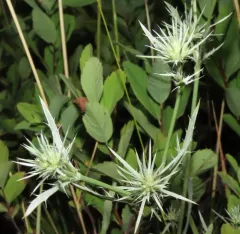 Oregon Coyote-Thistle thumbnail 2