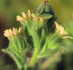 coast tarweed thumbnail 3