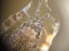 Eastern Waterslater thumbnail 3