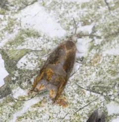 Raspberry Leaffolder Moth thumbnail 4