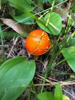Red-Headed Yellow Dust Amanita thumbnail 1