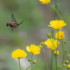 Diervilla Clearwing thumbnail 3
