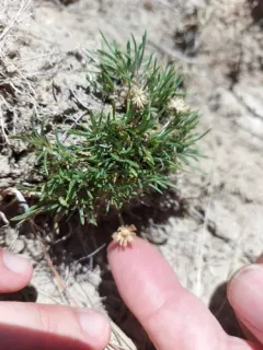 Taprooted Fleabane thumbnail 3