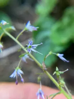 Idaho kittentails thumbnail 4
