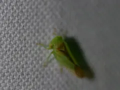Populicerus suturalis thumbnail 2