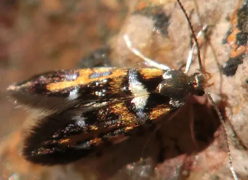 Fabiola edithella