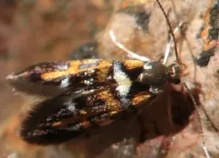Fabiola edithella thumbnail 1