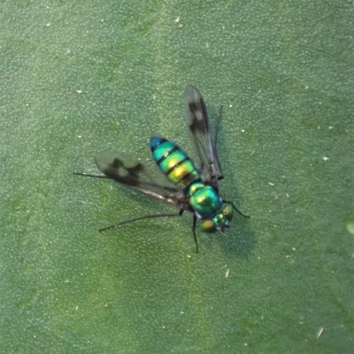 Condylostylus occidentalis