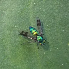 Condylostylus occidentalis thumbnail 1
