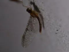 Leucrocuta umbratica thumbnail 2