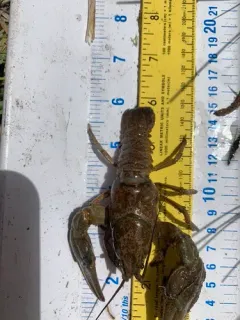 Pilose Crayfish thumbnail 2