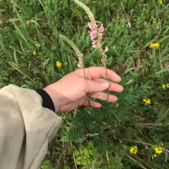 Sainfoin thumbnail 2