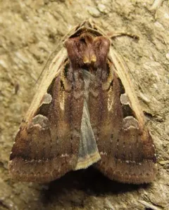 Parabagrotis sulinaris thumbnail 3